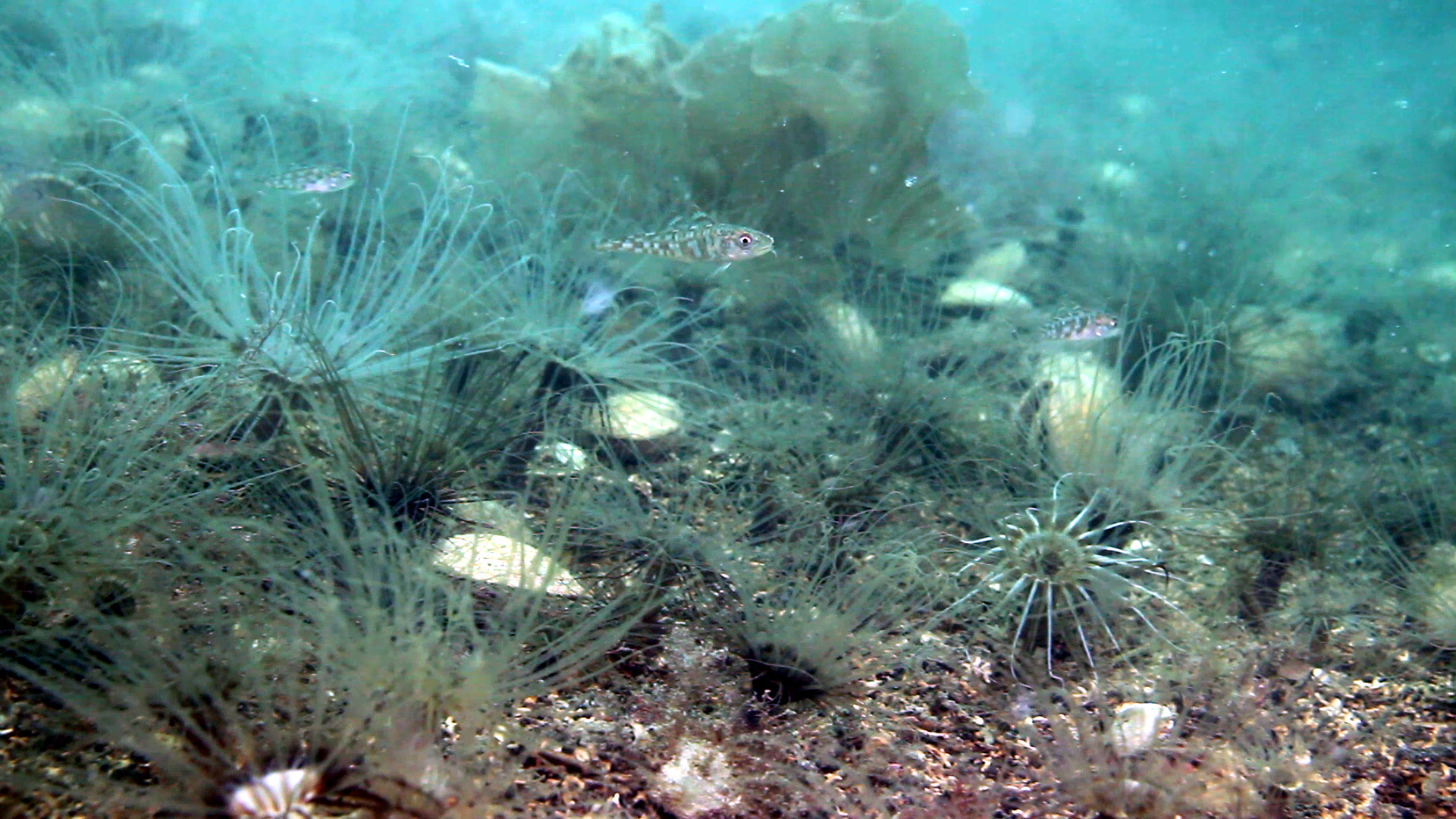 Image: Maerl seaweed, juvenile cod & anemones inside the reserve (credit: Howard Wood)